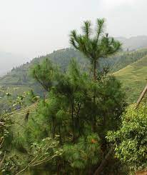 山松(松樹)