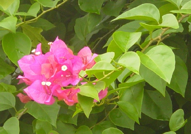 簕杜鵑