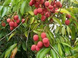 荔枝(糯米糍、桂味)