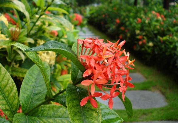 龍船花